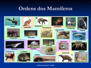 Ordens dos Mamíferos
Ciências Naturais - ICRM
 