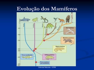 Evolução dos Mamíferos
Ciências Naturais - ICRM
 
