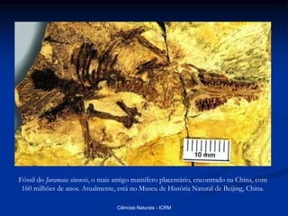 Fóssil do Juramaia sinensis, o mais antigo mamífero placentário, encontrado na China, com
160 milhões de anos. Atualmente, está no Museu de História Natural de Beijing, China.
Ciências Naturais - ICRM
 