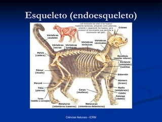 Esqueleto (endoesqueleto)
Ciências Naturais - ICRM
 