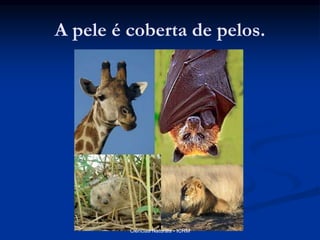A pele é coberta de pelos.
Ciências Naturais - ICRM
 
