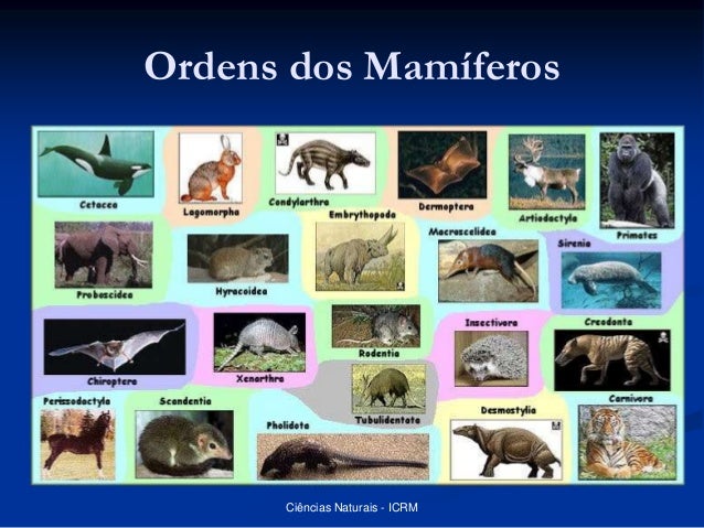 Classe dos mamíferos prof Ivanise Meyer