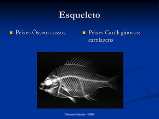 Esqueleto
 Peixes Ósseos: ossos  Peixes Cartilaginosos:
cartilagens
Ciências Naturais - ICRM
 
