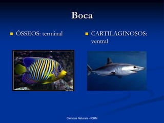 Boca
 ÓSSEOS: terminal  CARTILAGINOSOS:
ventral
Ciências Naturais - ICRM
 