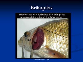 Brânquias
Ciências Naturais - ICRM
 