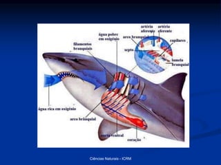 Ciências Naturais - ICRM
 