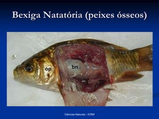 Bexiga Natatória (peixes ósseos)
Ciências Naturais - ICRM
 