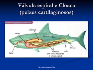 Válvula espiral e Cloaca
(peixes cartilaginosos)
Ciências Naturais - ICRM
 