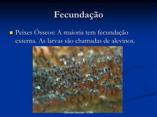 Fecundação
 Peixes Ósseos: A maioria tem fecundação
externa. As larvas são chamadas de alevinos.
Ciências Naturais - ICRM
 