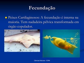 Fecundação
 Peixes Cartilaginosos: A fecundação é interna na
maioria. Tem nadadeira pélvica transformada em
órgão copulador.
Ciências Naturais - ICRM
 