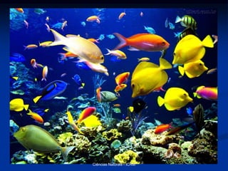 Ciências Naturais - ICRM
 