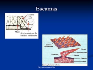 Escamas
Ciências Naturais - ICRM
 