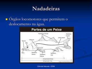 Nadadeiras
 Órgãos locomotores que permitem o
deslocamento na água.
Ciências Naturais - ICRM
 