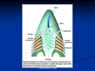 Ciências Naturais - ICRM
 