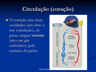 Circulação (coração)
 O coração tem duas
cavidades (um átrio e
um ventrículo), só
passa sangue venoso
(rico em gás
carbônico) pelo
coração do peixe.
Ciências Naturais - ICRM
 