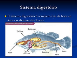 Sistema digestório
 O sistema digestório é completo (vai da boca ao
ânus ou abertura da cloaca).
Ciências Naturais - ICRM
 