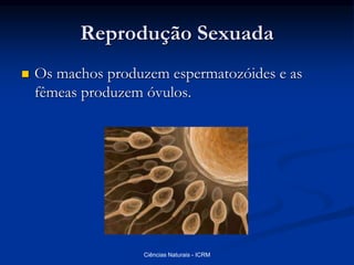 Reprodução Sexuada
 Os machos produzem espermatozóides e as
fêmeas produzem óvulos.
Ciências Naturais - ICRM
 