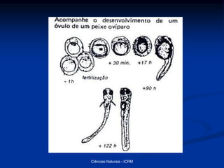 Ciências Naturais - ICRM
 