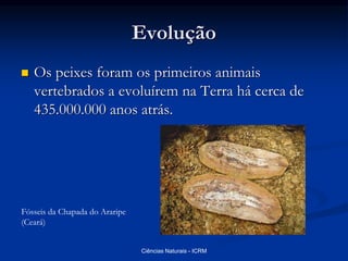 Evolução
 Os peixes foram os primeiros animais
vertebrados a evoluírem na Terra há cerca de
435.000.000 anos atrás.
Fósseis da Chapada do Araripe
(Ceará)
Ciências Naturais - ICRM
 