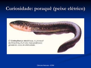 Curiosidade: poraquê (peixe elétrico)
Ciências Naturais - ICRM
 