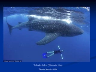 Tubarão-baleia (Rhincodon typus)
Ciências Naturais - ICRM
 