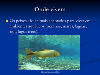 Onde vivem
 Os peixes são animais adaptados para viver em
ambientes aquáticos (oceanos, mares, lagoas,
rios, lagos e etc).
Ciências Naturais - ICRM
 