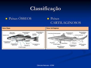 Classificação
 Peixes ÓSSEOS  Peixes
CARTILAGINOSOS
Ciências Naturais - ICRM
 