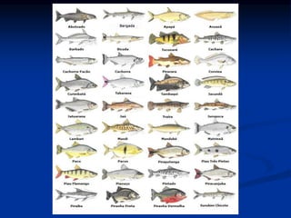 Ciências Naturais - ICRM
 