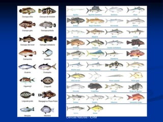 Ciências Naturais - ICRM
 