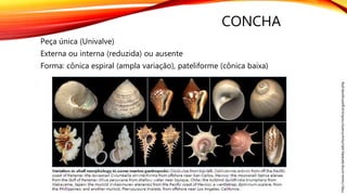 CONCHA
Peça única (Univalve)
Externa ou interna (reduzida) ou ausente
Forma: cônica espiral (ampla variação), pateliforme (cônica baixa)
http://www.ucmp.berkeley.edu/taxa/inverts/mollusca/gastropoda.php
 