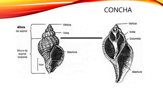 CONCHA
 
