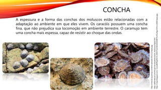 CONCHA
http://alfarrabio.di.uminho.pt/vercial/photo/anim_moluscos/lapas.htm
http://1.bp.blogspot.com/-1swry8MPgZM/VX_063K7ncI/AAAAAAABFYk/ASuNgv1htYc/s1600/lapas.jpg
http://noticias.up.pt/wp-content/uploads/2012/12/lapas.jpg
A espessura e a forma das conchas dos moluscos estão relacionadas com a
adaptação ao ambiente em que eles vivem. Os caracóis possuem uma concha
fina, que não prejudica sua locomoção em ambiente terrestre. O caramujo tem
uma concha mais espessa, capaz de resistir ao choque das ondas.
 