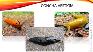 CONCHA VESTIGIAL
http://diariodebiologia.com/2010/06/lesma-banana-o-ato-sexual-mais-extremo/
http://www.animalstown.com/animals/s/slug/wallpapers/slug-wallpaper-03.php
http://www.animalstown.com/animals/s/slug/wallpapers/slug-wallpaper-01.php
 