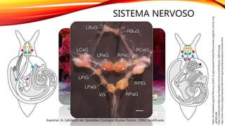 SISTEMA NERVOSO
http://www.molluscs.at/gastropoda/index.html?/gastropoda/sea/aplysiomorpha.html
https://upload.wikimedia.org/wikipedia/commons/e/ef/Aplysia_californica.jpg
Kaestner, A.: Lehrbuch der Speziellen Zoologie (Gustav Fischer, 1996), modificada.
Amarelo: gânglios cerebróides
Vermelho: gânglios pleural
Verde: gânglios podais
Azul: gânglios parietais
Violeta: gânglio visceral
Cinza: gânglio pulmonar
Gânglio bucal da espécie Aplysia californica
https://en.wikipedia.org/wiki/Nervous_system_of_gastropods#/media/File:Lymnaea_stagnalis_central_ring
_ganglia.jpg
 