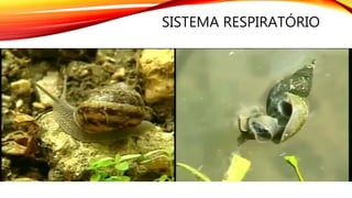 SISTEMA RESPIRATÓRIO
 