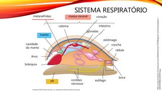 SISTEMA RESPIRATÓRIO
https://classconnection.s3.amazonaws.com/286/flashcards/3739286/jpg/33_15molluscbodyplan-l-
1465DFE9B8A1D4B59C5.jpg
boca
rádula
concha
estômago
esôfagocordões
nervosos
intestino
gônadas
coração
brânquia
ânus
cavidade
do manto
metanefrídeo
pé
manto
massa visceral
celoma
 