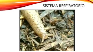 SISTEMA RESPIRATÓRIO
 