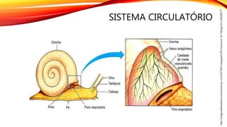 SISTEMA CIRCULATÓRIO
http://image.slidesharecdn.com/molluscas-111219170922-phpapp01/95/moluscos1-18-728.jpg?cb=1390206777
 