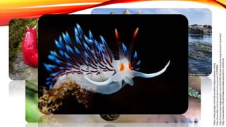 INTRODUÇÃO
A Classe Gastropoda é pertencente ao Reino Animalia e compreende
aproximadamente 4/5 do Filo Mollusca, ao qual pertence.
São animais celomados e pode-se dizer que possuem grande sucesso
evolutivo pois dominam tanto o ambiente terrestre quanto o aquático (água
doce e salgada), possuindo hábitos de vida bastante diversificados.
http://www.bestfon.info/animales/animales/animal222-3209.html
http://voices.nationalgeographic.com/2013/06/10/new-hot-pink-slug-found-in-australia/
http://www.bbc.com/news/science-environment-31500883
https://sites.google.com/site/purefishculligan/aubrey-s-blog
 