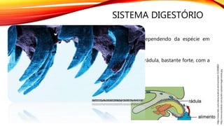 SISTEMA DIGESTÓRIO
A alimentação dos gastrópodes é bastante variada, dependendo da espécie em
questão.
As espécies herbívoras possuem uma estrutura chamada rádula, bastante forte, com a
qual raspam os alimentos (algas, folhas, caules, etc).
Já as espécies dentrívoras possuem rádula simples.
Existem ainda espécies carnívoras (predador).
http://www.escolakids.com/public/upload/image/radula.jpg
http://www.bbc.com/news/science-environment-31500883
 