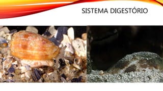 SISTEMA DIGESTÓRIO
 