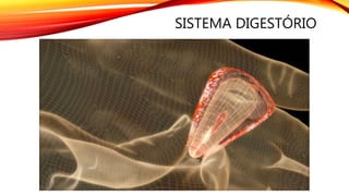 SISTEMA DIGESTÓRIO
 