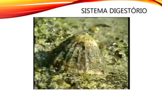 SISTEMA DIGESTÓRIO
 