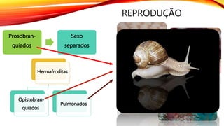 REPRODUÇÃO
Prosobran-
quiados
Sexo
separados
Hermafroditas
Opistobran-
quiados
Pulmonados
 