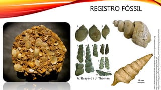 REGISTRO FÓSSIL
http://www.lneg.pt/CienciaParaTodos/edicoes_online/diversos/guiao_fosseis/texto
http://www.phoenix.org.br/images/cerith.gif
A. Brayard / J. Thomas
https://traducoesbrazuca.files.wordpress.com/2010/02/gastropodes1.jpg
 