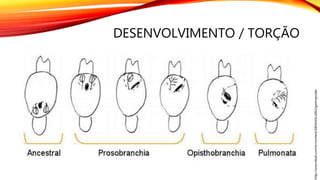 DESENVOLVIMENTO / TORÇÃO
http://www.ebah.com.br/content/ABAAAAcoIAG/gastropodes
 