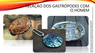 RELAÇÃO DOS GASTRÓPODES COM
O HOMEM
https://upload.wikimedia.org/wikipedia/commons/b/bc/Abalone_at_California_Academy_of_Sciences.JPG
http://www.pedraeprata.com.br/img/produtos/produto_349/fotog.jpg
http://californiadiver.com/wp-content/uploads/2011/02/AbaloneInside.jpg
 