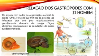RELAÇÃO DOS GASTRÓPODES COM
O HOMEMDe acordo com dados da organização mundial de
saúde (OMS), cerca de 200 milhões de pessoas são
infectadas por ano pela esquistossomose,
popularmente chamada de barriga d'água,
atingindo principalmente as populações de países
subdesenvolvidos.
https://www.vectorbase.org/organisms/biomphalaria-glabrata
http://www.xenophora.org/Iconographie/Planorbidae/Biomphalaria%20glabrata%202/Cadre%20Biompha
laria%20glabrata%202.html
https://souenfermagem.com.br/uploads/artigos/doencas/ciclo.jpeg
Gênero Biomphalaria
 