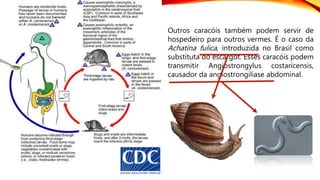 Outros caracóis também podem servir de
hospedeiro para outros vermes. É o caso da
Achatina fulica, introduzida no Brasil como
substituta do escargot. Esses caracóis podem
transmitir Angiostrongylus costaricensis,
causador da angiostrongilíase abdominal.
 