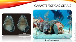 CARACTERÍSTICAS GERAIS
https://www.pinterest.com/pin/549720698239813568/
http://www.jaxshells.org/1205qq.htm
Triplofusus giganteus
 